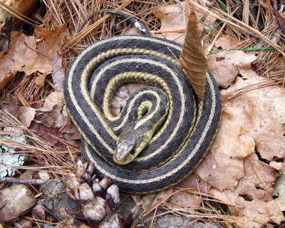 Garter Snake - Thamnophis sirtalis