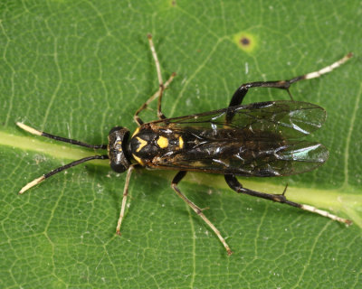 Macrophya trisyllaba