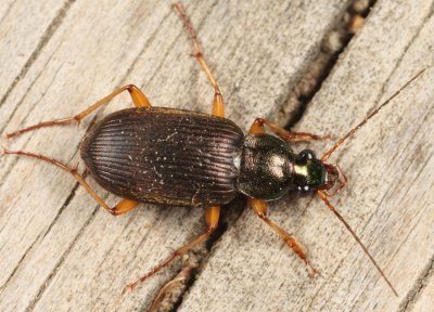 Chlaenius pennsylvanicus pennsylvanicus