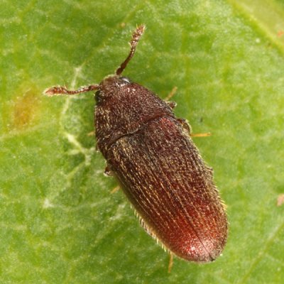 Trixagus carinicollis