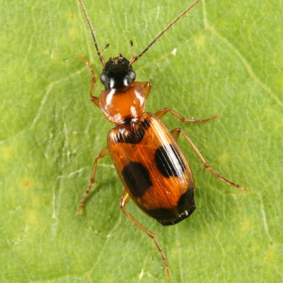 Ground Beetles - Tribe Licinini