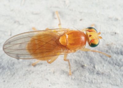 Flies - Chyromyidae