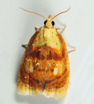 3504 - Blueberry Leaftier Moth - Acleris curvalana