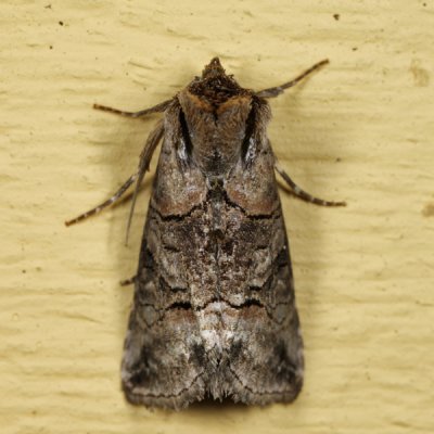 8881 - Spectacled Nettle Moth - Abrostola urentis