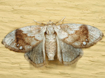 4659 - Packardia geminata