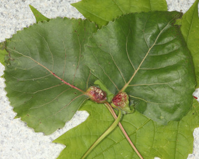 Pemphigus populicaulis