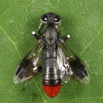 Parasitic Wood Wasps - Orussidae - Orussus terminalis