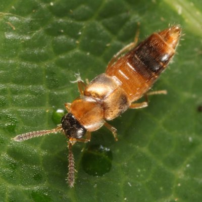 Silusida marginella