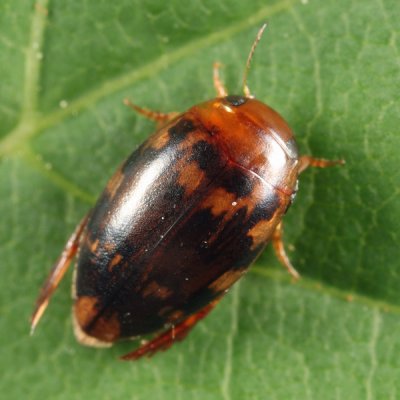 Laccophilus undatus