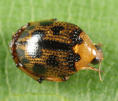 Peltodytes shermani