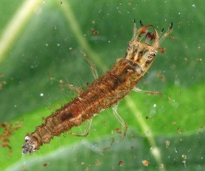 Hydrochus sp. (larva)