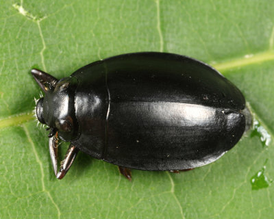 Dineutus emarginatus