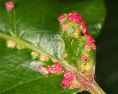 Poison Ivy Leaf Gall Mite - Aculops rhois
