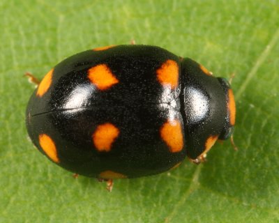 Brachiacantha ursina (female)