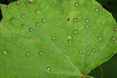 Vitisiella sp.