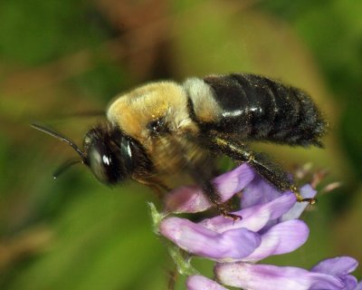 Eastern Carpenter Bee - Xylocopa virginica