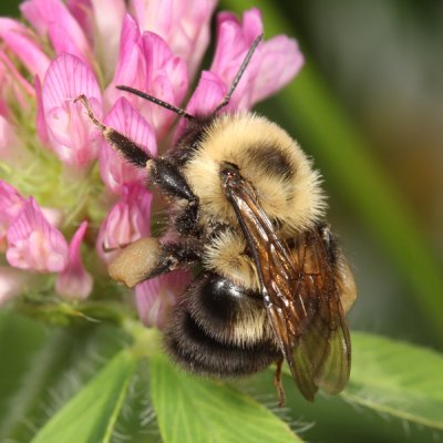 Two-spotted Bumble Bee - Bombus bimaculatus