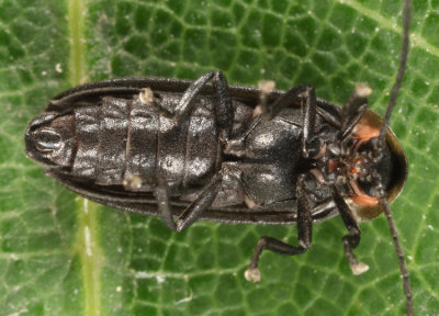 Pyropyga decipiens