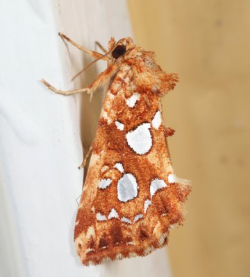 9633 - Silver-spotted Fern Moth - Callopistria cordata