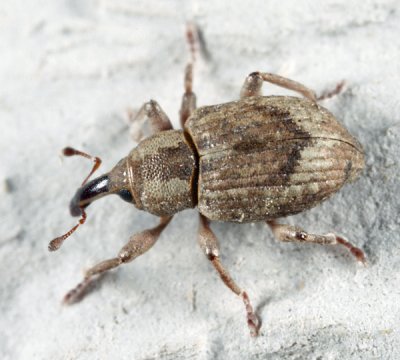 Pickerelweed Weevil - Onychylis nigrirostris