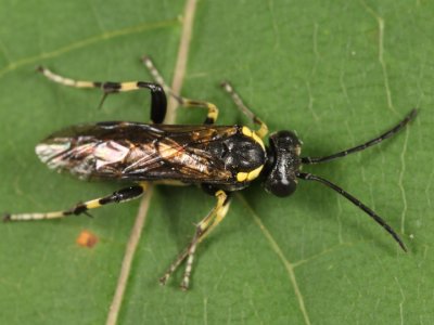 Macrophya flavicoxae