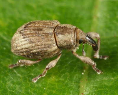 Pickerelweed Weevil - Onychylis nigrirostris