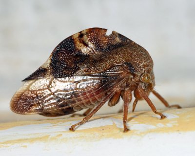 Cyrtolobus tuberosus