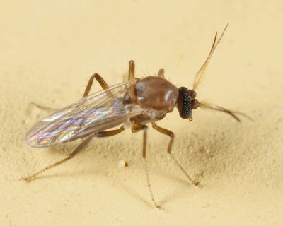 Stilobezzia sp. (male)