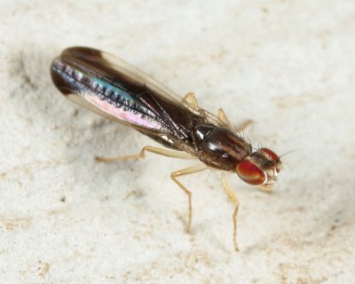 Ischnomyia albicosta