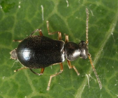 Hypebaeus oblitus (female)