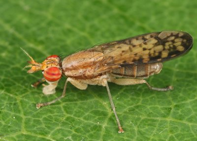 Trypetoptera canadensis