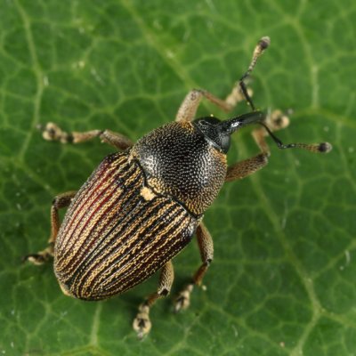 Odontocorynus umbellae