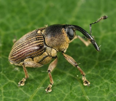 Odontocorynus umbellae