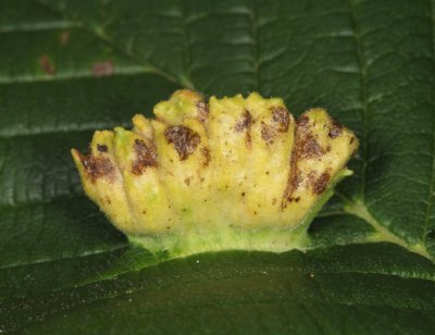 Elm Cockscomb Aphid - Colopha ulmicola