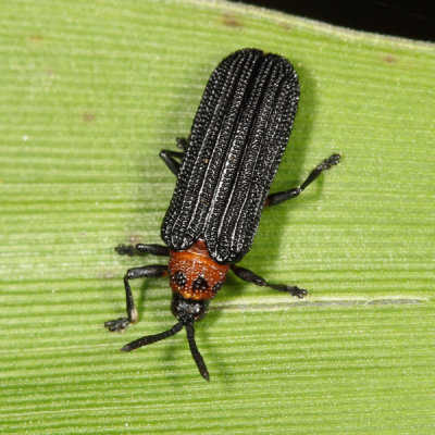 Chalepus bicolor