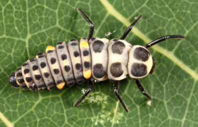 Streaked Lady Beetle - Myzia pullata (larva)