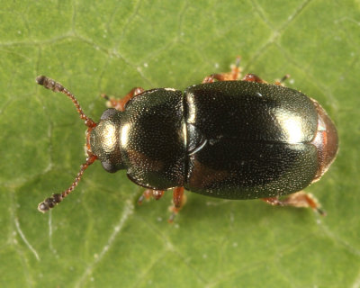 Heterhelus abdominalis