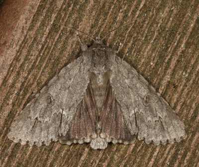 9200 - American Dagger Moth - Acronicta americana