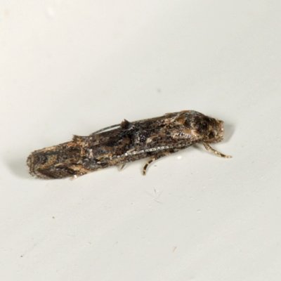 1433 - Buttonbush Leafminer - Mompha cephalonthiella