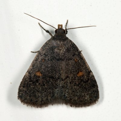 8323 - Common Idia - Idia aemula