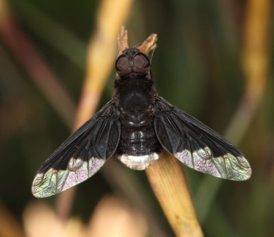 Black Bee Fly - Anthrax analis
