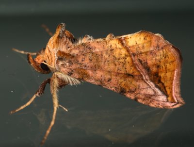 8899 - Straight-lined Looper - Pseudeva purpurigera