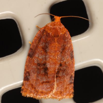 3661 - Ugly Nest Moth - Archips cerasivorana