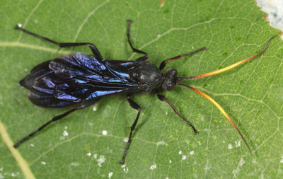 Ichneumon centrator