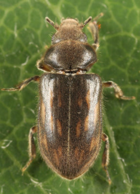 Variegated Mud-loving Beetles - Heteroceridae