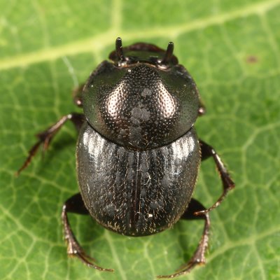 Onthophagus striatulus