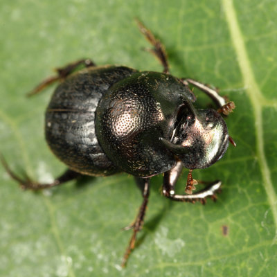 Onthophagus striatulus