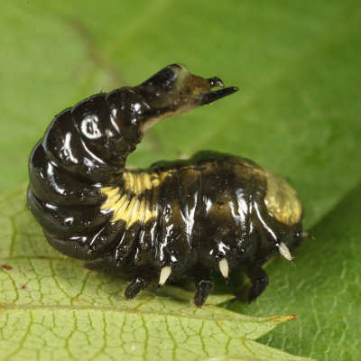 Sunflower Tortoise Beetle larva - Physonota helianthi