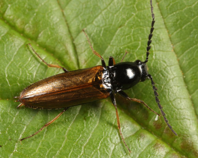 Click Beetles - Subfamily Lissominae