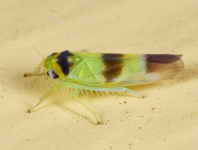 Leafhoppers genus Kybos